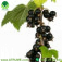 برگ انگورفرنگی سیاه